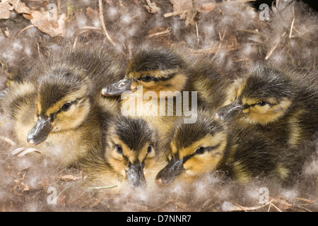 Mallard ducklings (Anas platyrhynchos). Six hours hatched, still in nest. Stock Photo