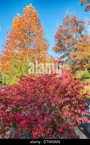 Autumn leavesat Mt Lofty as European trees start changing colour amid the evergreen vegetation. Stock Photo