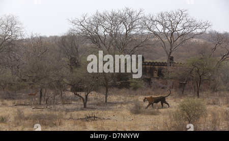 Royal Bengal Tiger against ancient palace and monument backdrop in Ranthambhore National Park in Rajasthan Stock Photo