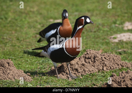 Red-breasted Geese Branta ruficollis. Pair; gander or male, front. Sexes alike or similar. Stock Photo