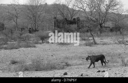 Royal Bengal Tiger against ancient palace and monument backdrop in Ranthambhore National Park in Rajasthan Stock Photo