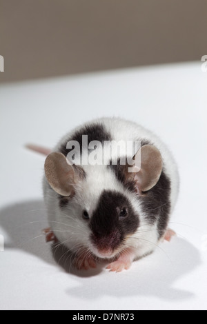 Domestic Pet Black and White or Pied Mice (Mus musculus). Stock Photo