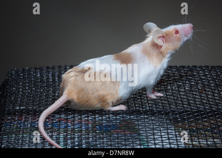 Domestic Pet Fawn and White or Skewbald Mouse (Mus musculus). Pregnant or gravid female. Approaching full term. Stock Photo