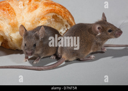 house mouse; Mus musculus; pair Stock Photo - Alamy