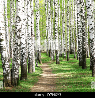 Spring in birch grove Stock Photo