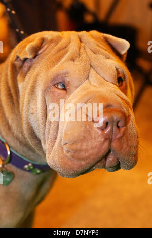 London, UK. 11th May 2013. Lily the Shar Pei dog at the London Pet Show 2013, Earls Court, London, England Credit: Paul Brown/Alamy Live News Stock Photo