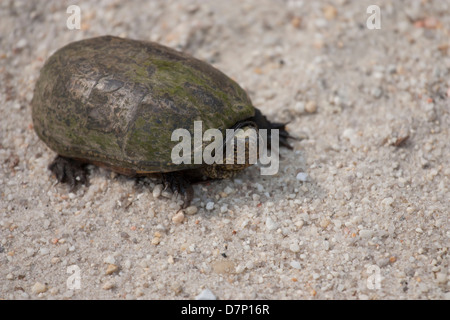 Mud turtle found crossing the road - Kinosternon subrubrum Stock Photo