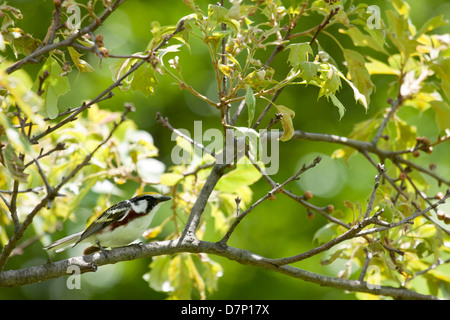 Chestnut-sided warbler perched on an oak branch - Setophaga pensylvanica Stock Photo
