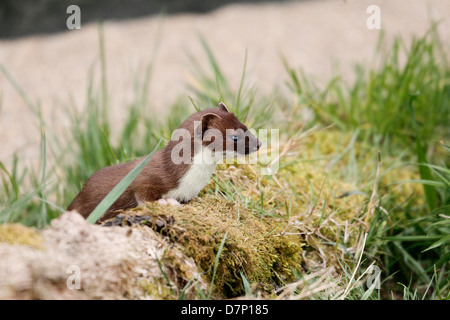 Stoat, Mustela erminea, single mammal in grass, captive, May 2013 Stock Photo