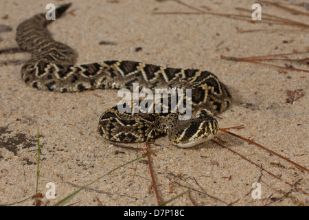 A young eastern diamondback rattlesnake crossing a sand road. Stock Photo