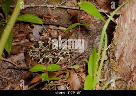 Young eastern diamondback rattlesnake - Crotalus adamanteus Stock Photo