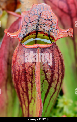 Northern Pitcher Plant (Sarracenia purpurea); carnivorous plant. Baxter State Park, Maine. September 2012. Stock Photo