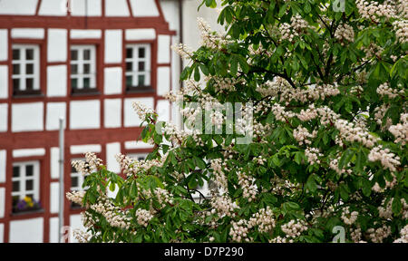 Chestnut in blossom stands in front of a frame house in Nuremberg, Germany, 10 May 2013. Photo: Daniel Karmann Stock Photo