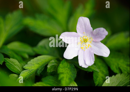 ANEMONE NEMOROSA ROBINSONIANA; CLOSE UP Stock Photo