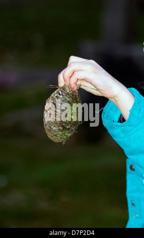 A child's hand holding a closed pine cone with the dark background out of focus Stock Photo