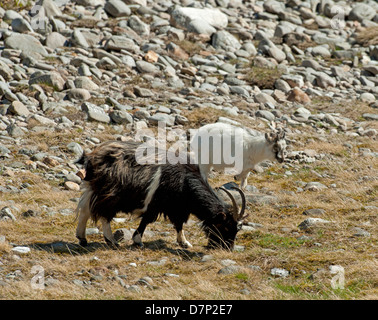 Nanny and Kid, Feral goats on an Inverness-shire mountain estate.   SCO 9081 Stock Photo