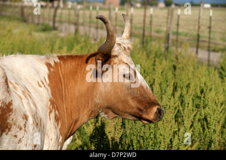 Head shot of Texas longhorn cow. Brown and white coat. Stock Photo