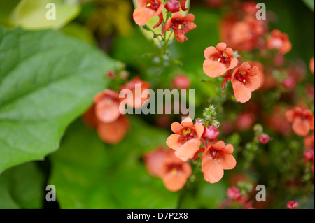 ORANGE DIASCIA FLOWERS; CLOSE UP Stock Photo