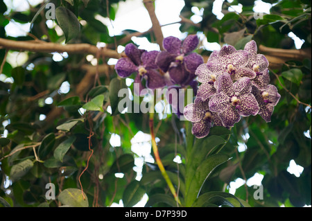 PURPLE SPOTTED VANDA ORCHID HANGING FROM TREE; CLOSE-UP; PHOTOGRAPHED AT RHS WISLEY GARDENS IN SURREY; ENGLAND. Stock Photo