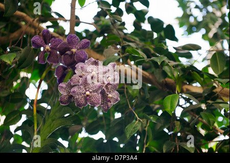 PURPLE SPOTTED VANDA ORCHID HANGING FROM TREE; CLOSE-UP; PHOTOGRAPHED AT RHS WISLEY GARDENS IN SURREY; ENGLAND. Stock Photo