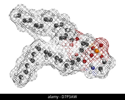 Phosphatidylethanolamine (PE) cell membrane building block, molecular model. PE is also important in blood clotting. Stock Photo