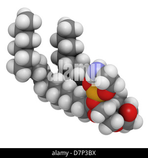 Palmitoyloleoylphosphatidylethanolamine (POPE) cell membrane building block, molecular model. Stock Photo