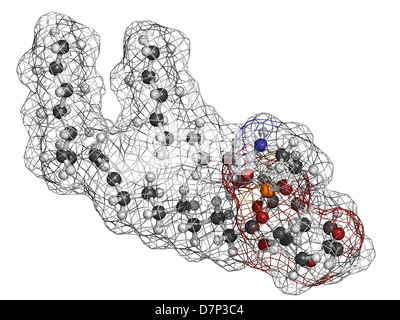 Palmitoyloleoylphosphatidylethanolamine (POPE) cell membrane building block, molecular model. Stock Photo