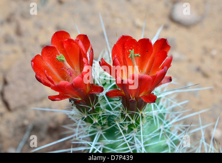 Red cactus flowers. Arches National Park, Moab, Utah, USA.