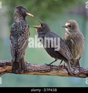 juvenile Starling being fed by parent Stock Photo