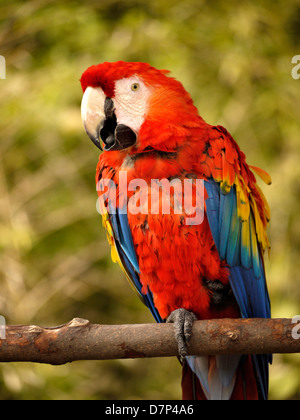 A green winged macaw sits on a perch. Stock Photo