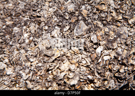 Details of the Castillo de San Marcos Fort coquina stone wall is pictured in St. Augustine, Florida Stock Photo