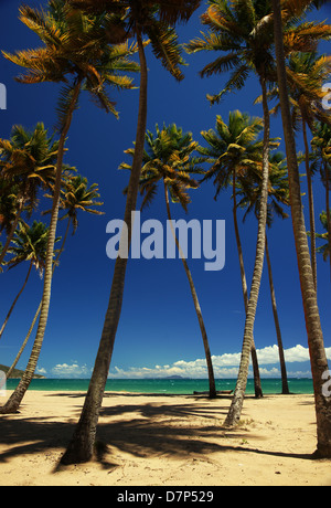 Coconut palm trees on a tropical beach. Puerto Rico, Central America. Caribbean Stock Photo