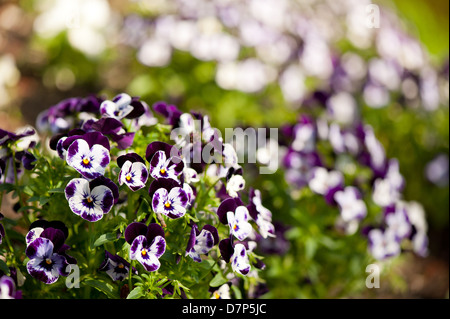 Purple white Viola or pansy variegated flowers Stock Photo