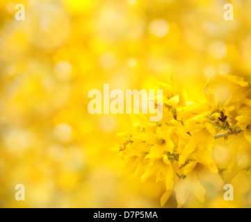 Forsythia bright yellow flowers abstract Stock Photo