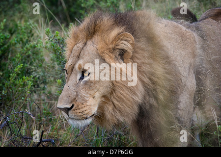 Male lion close up, intently staring ahead Stock Photo