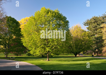 Sugar Maple Tree - Acer saccharum 'Legacy' Stock Photo