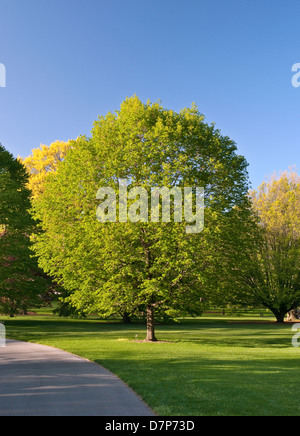 Sugar Maple Tree - Acer saccharum 'Legacy' Stock Photo