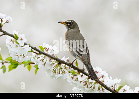 American Robin Female perching in Cherry Tree Blossoms bird songbird Ornithology Science Nature Wildlife Environment Stock Photo