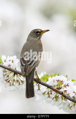 American Robin Female perching in Cherry Tree Blossoms - vertical bird songbird Ornithology Science Nature Wildlife Environment Stock Photo