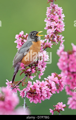 American Robin Singing in Crabapple Tree - vertical bird songbird Ornithology Science Nature Wildlife Environment Stock Photo