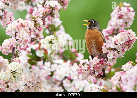 American Robin Singing in Crabapple Tree bird songbird Ornithology Science Nature Wildlife Environment Stock Photo