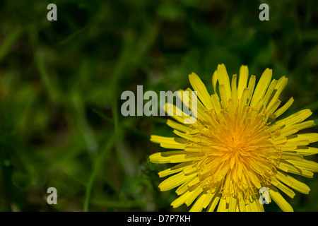 Yellow Dandelion Flower Stock Photo