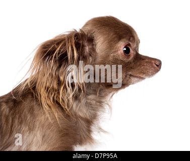 Side view of a Chihuahuas' head in front of white background Stock Photo