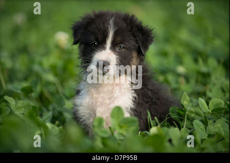 Australian Shepherd puppy siting amongst green plants