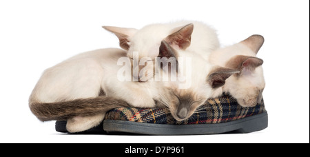 Three Oriental Shorthair kittens, 9 weeks old, lying and sleeping on a pair of slippers against white background Stock Photo