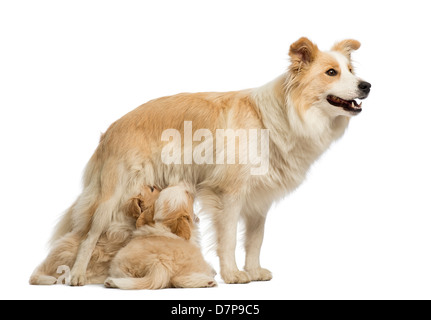 Border Collie puppies, 6 weeks old, suckling mother, 2.5 years old, in front of white background Stock Photo