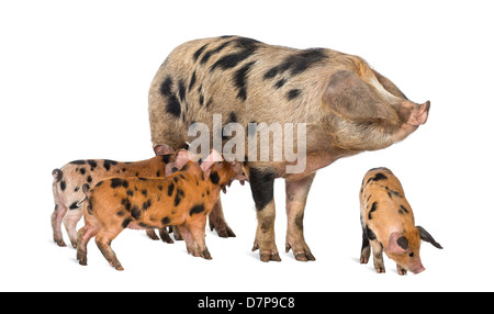 Oxford Sandy and Black piglets, 9 weeks old, suckling sow against white background Stock Photo