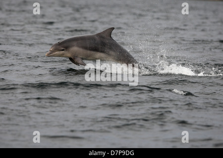 Bottlenose dolphin calf (Tursiops truncatus) breaching in the Moray Firth. Scotland. Stock Photo