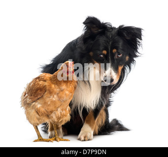 Border Collie, 8.5 years old, watching hen in front of white background Stock Photo