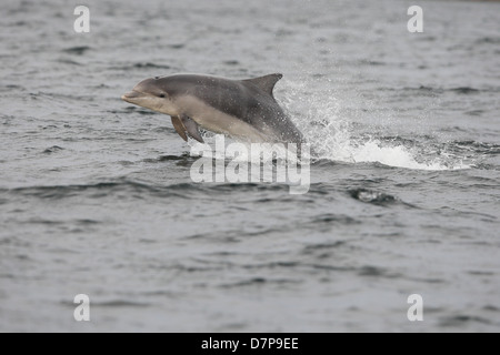 Bottlenose dolphin calf (Tursiops truncatus) breaching in the Moray Firth. Scotland. Stock Photo